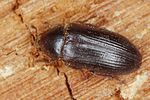 dermestes-bicolor3-foto-koehler
