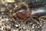 dermestes-bicolor3-foto-weidlich