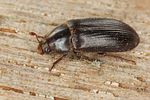 dermestes-bicolor4-foto-koehler