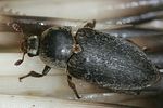 dermestes-frischii-foto-vikhrev