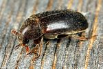 dermestes-haemorrhoidalis-foto-koehler