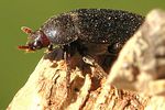 dermestes-haemorrhoidalis-foto-wmueller
