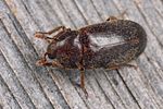 dermestes-haemorrhoidalis3-foto-koehler