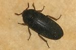 dermestes-haemorrhoidalis3-foto-wmueller