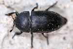 dermestes-laniarius-foto-keresztes
