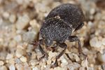 dermestes-laniarius-foto-koehler