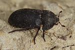 dermestes-laniarius-foto-martinez