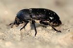 dermestes-laniarius2-foto-keresztes