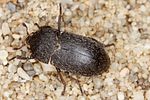 dermestes-laniarius3-foto-koehler