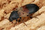 dermestes-lardarius-foto-altmann