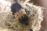 dermestes-lardarius-foto-krejcik