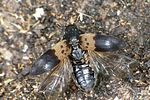 dermestes-lardarius-foto-weidlich