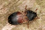 dermestes-lardarius2-foto-altmann