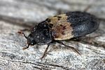 dermestes-lardarius3-foto-merzel