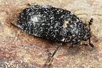 dermestes-murinus-foto-altmann