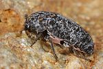 dermestes-murinus-foto-koehler