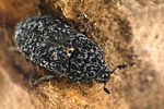 dermestes-murinus-foto-krejcik