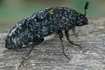 dermestes-murinus-foto-vikhrev