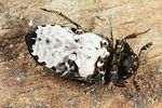 dermestes-murinus-ventral-foto-altmann