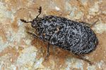 dermestes-murinus2-foto-koehler