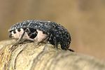 dermestes-murinus2-foto-krejcik