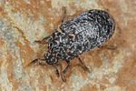 dermestes-murinus3-foto-koehler