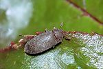 dermestes-peruvianus-foto-funk