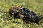 dermestes-undulatus-foto-faasen