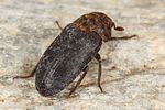 dermestes-undulatus-foto-koehler