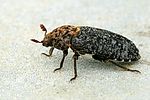dermestes-undulatus-foto-thirion