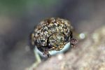 dermestes-undulatus-foto-weidlich