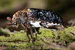 dermestes-undulatus2-foto-keresztes