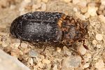 dermestes-undulatus2-foto-koehler