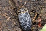 dermestes-undulatus2-foto-weidlich