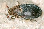 dermestes-undulatus3-foto-keresztes