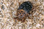 dermestes-undulatus3-foto-koehler