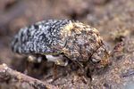 dermestes-undulatus3-foto-weidlich