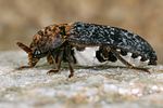 dermestes-undulatus4-foto-koehler