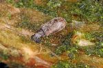 dryophilus-pusillus-foto-altmann