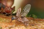 dryophilus-pusillus-start-foto-altmann