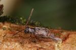 dryophilus-pusillus3-foto-altmann