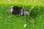 dryophilus-pusillus4-foto-altmann