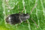 dryophilus-pusillus5-foto-altmann