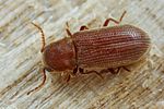 grynobius-planus-foto-koehler