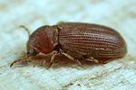 grynobius-planus2-foto-koehler