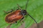 hedobia-pubescens2-foto-keresztes