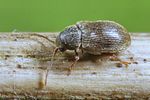 homophthalmus-rugicollis-foto-koehler