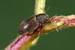 homophthalmus-rugicollis-foto-weidlich