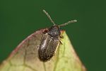homophthalmus-rugicollis2-foto-weidlich