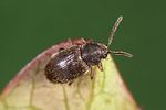 homophthalmus-rugicollis3-foto-weidlich